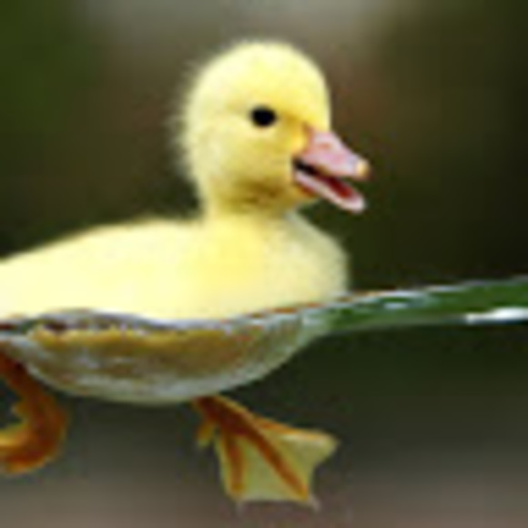 ducksnpuddles